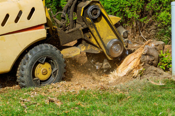 Best Professional Tree Care  in USA